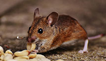 railcar-and-freight-pest-control Experts in E Dennis